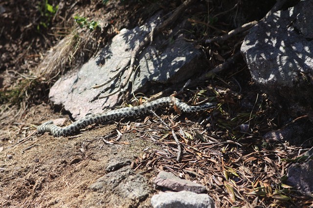 vipera berus